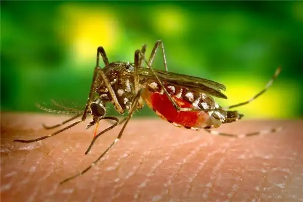 Dream Interpretation of Mosquitoes - NuvoraDream - DreamDecode-DreamDecode