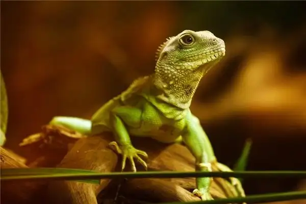 Dreaming of Lizards Crawling Meaning and Interpretation - NuvoraDream - DreamDecode-DreamDecode