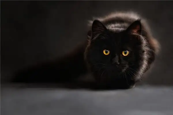 Dream of Black Cat Meaning and Interpretation - NuvoraDream - DreamDecode-DreamDecode