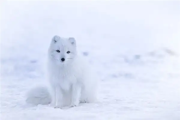Dream of a White Fox Meaning and Interpretation - NuvoraDream - DreamDecode-DreamDecode