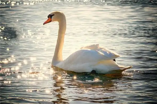 Dream Interpretation Swan Swimming on Lake NuvoraDream - DreamDecode-DreamDecode