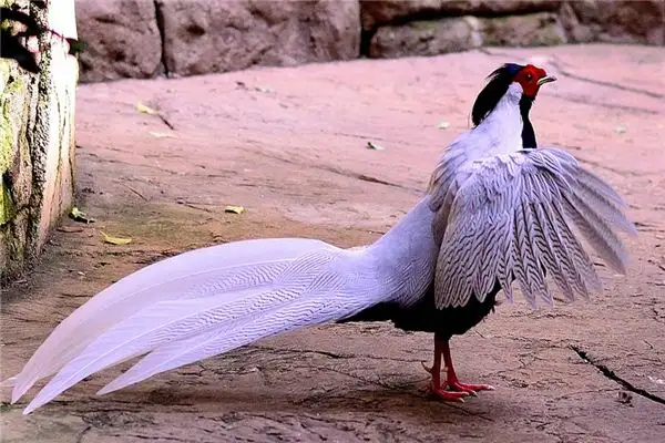 Dream of Silver Pheasant Meaning - NuvoraDream - DreamDecode-DreamDecode