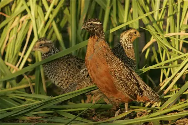 Dreaming of Quail Meaning and Interpretation - NuvoraDream - DreamDecode-DreamDecode