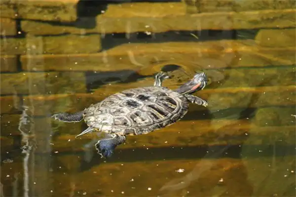Dream Interpretation of a Turtle Swimming in Water - NuvoraDream - DreamDecode-DreamDecode