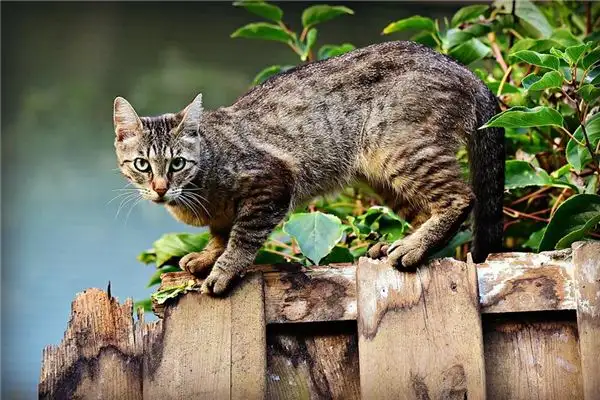 Dream Interpretation: Being Chased by a Group of Cats - NuvoraDream - DreamDecode-DreamDecode