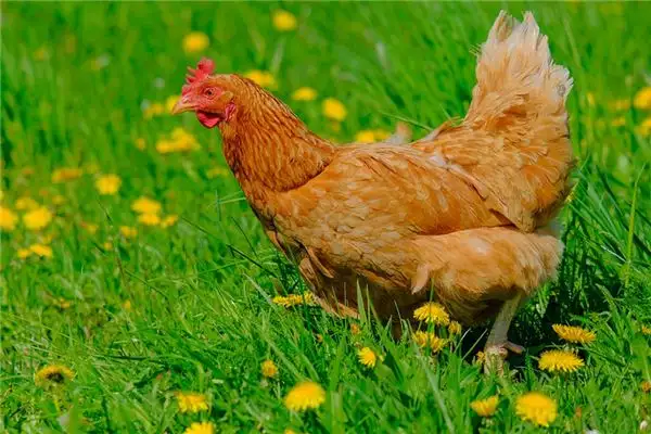 Dreaming of Dead Chicken Meaning and Interpretation - NuvoraDream
