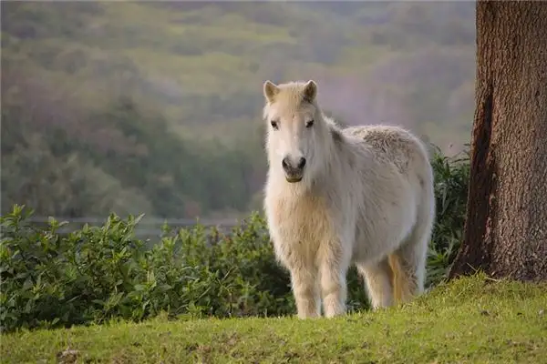 Dreaming of a Pony Meaning and Interpretation - NuvoraDream - DreamDecode-DreamDecode