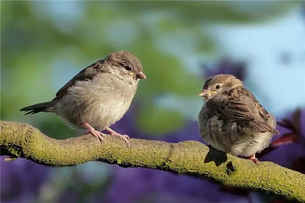 Dream of Sparrows Meaning - NuvoraDream - DreamDecode-DreamDecode