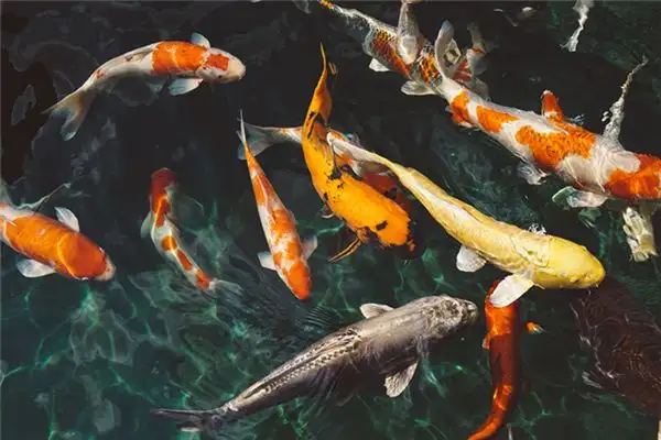 Dream Interpretation Fish Meaning in Dreams NuvoraDream - DreamDecode-DreamDecode