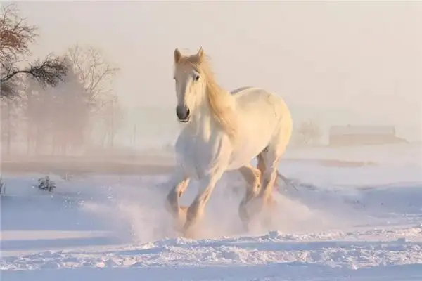 Dream of Horses Meaning and Interpretation - NuvoraDream - DreamDecode-DreamDecode
