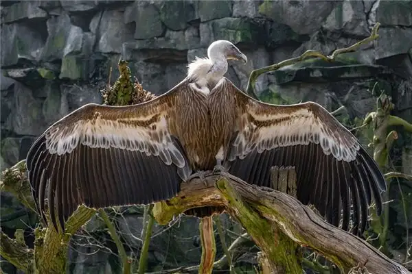 Dream Interpretation of Vultures in Your Sleep - NuvoraDream - DreamDecode-DreamDecode