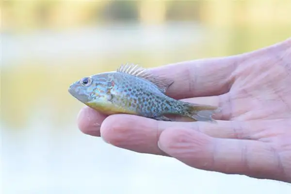 Dream of Small Fish Meaning and Interpretation - NuvoraDream - DreamDecode-DreamDecode