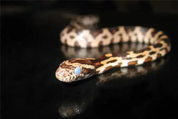 Dreaming of Many Snakes Meaning and Interpretation - DreamDecode-DreamDecode