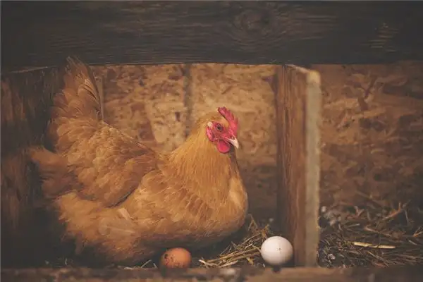 Dream of Hens Meaning and Interpretation - NuvoraDream - DreamDecode-DreamDecode