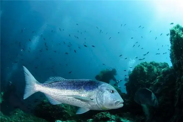 Dreaming of Big Fish Meaning and Interpretation - NuvoraDream - DreamDecode-DreamDecode