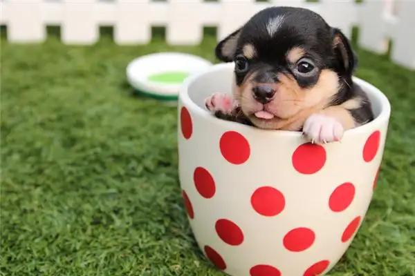 Dreaming of a Puppy Meaning and Interpretation - NuvoraDream - DreamDecode-DreamDecode