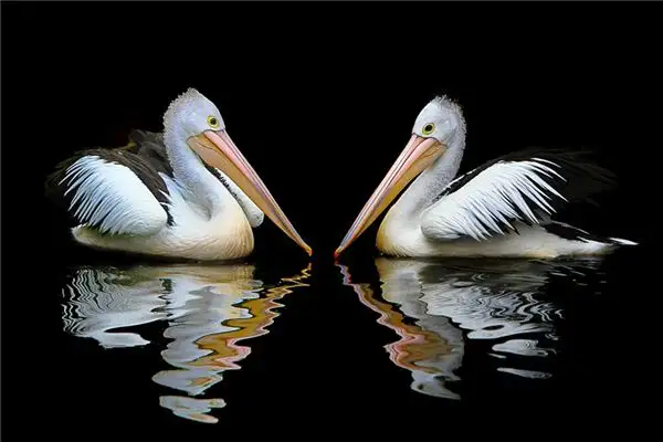 Dream of Pelican Meaning Interpretation - NuvoraDream - DreamDecode-DreamDecode