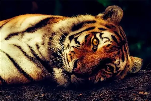 Dream Interpretation Killing a Tiger in Your Sleep NuvoraDream - DreamDecode-DreamDecode