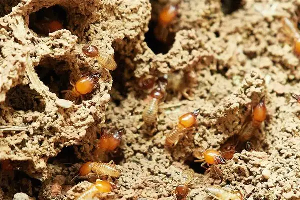 Dream Interpretation White Ants Meaning NuvoraDream - DreamDecode-DreamDecode