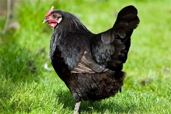 Dream Interpretation of Black Chicken in Your Sleep NuvoraDream - DreamDecode-DreamDecode