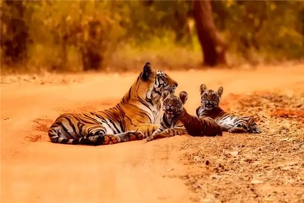 Dreaming of a Small Tiger Meaning and Interpretation - NuvoraDream - DreamDecode-DreamDecode