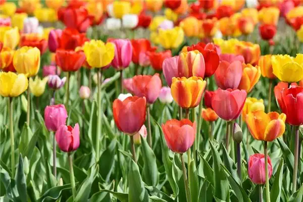 Dream Interpretation of Colors in Dreams - NuvoraDream-DreamDecode