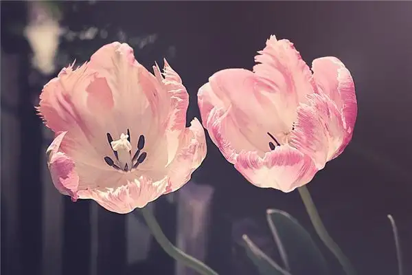 Dreaming of Spring Meaning and Interpretation - NuvoraDream - DreamDecode-DreamDecode