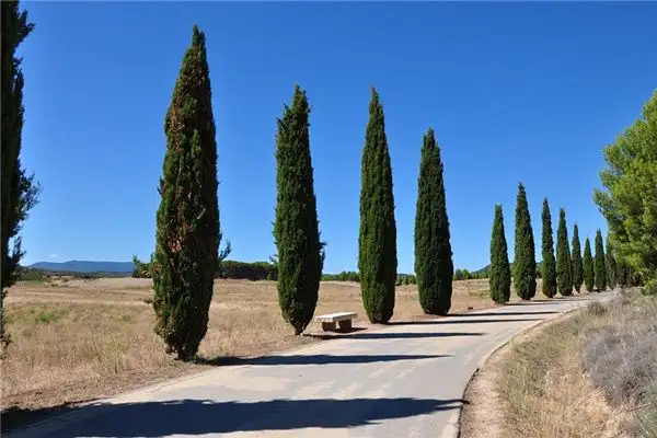 Dreaming of Cypress Tree Meaning and Interpretation - NuvoraDream - DreamDecode-DreamDecode