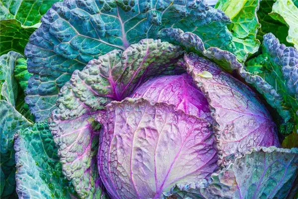 Dream Interpretation of Cabbage Meaning in Dreams NuvoraDream - DreamDecode-DreamDecode