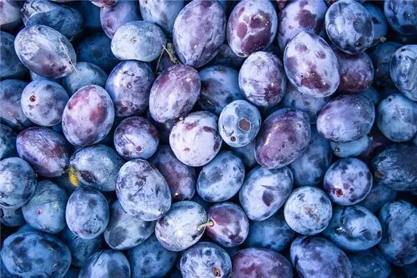 Dream of Plums Meaning - NuvoraDream-DreamDecode