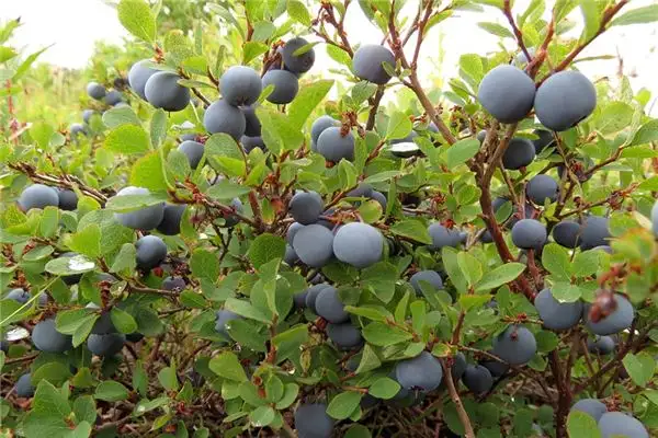 Dream Interpretation of Fruit Orchard in Dreams NuvoraDream-DreamDecode
