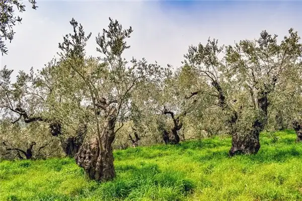 Dreaming of an Olive Tree Meaning and Interpretation - NuvoraDream-DreamDecode