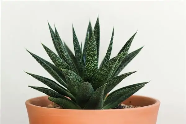 Dream of Aloe Vera Meaning and Interpretation - NuvoraDream