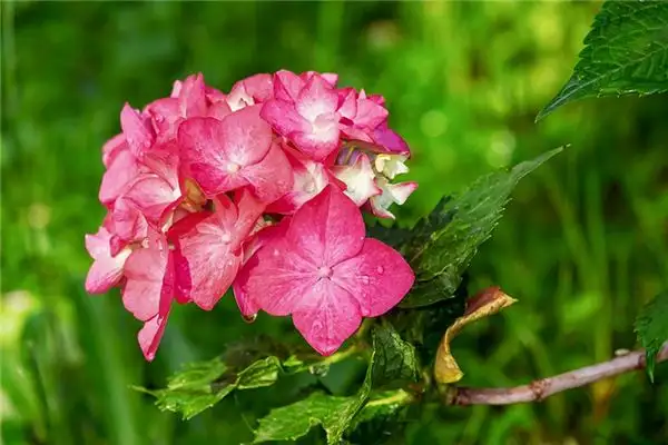 Dream of Hydrangea Blooming Meaning and Interpretation-DreamDecode