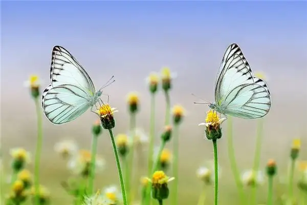 Dream Interpretation of Supernatural Objects in Dreams NuvoraDream