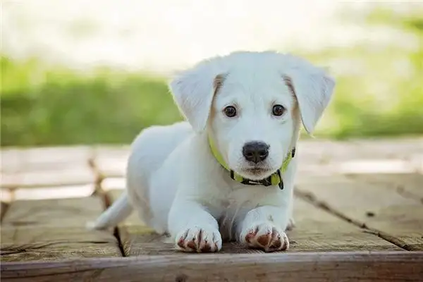 Dream Interpretation Drinking Dog Urine Meaning - NuvoraDream-DreamDecode
