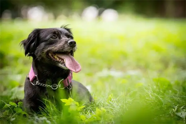 Dream Interpretation Man Turning Into Dog Meaning - NuvoDream-DreamDecode