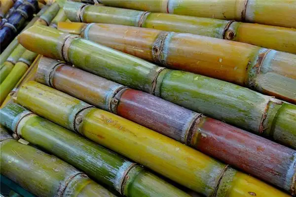 Dreaming of Stealing Sugar Cane Meaning and Interpretation-DreamDecode