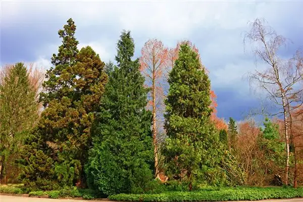 Dream Interpretation of Climbing a Pine Tree - NuvoraDream-DreamDecode