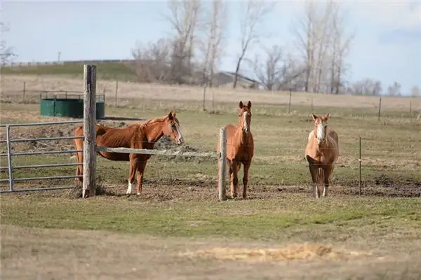 Dream Interpretation of a Stable at NuvoraDream - DreamDecode-DreamDecode