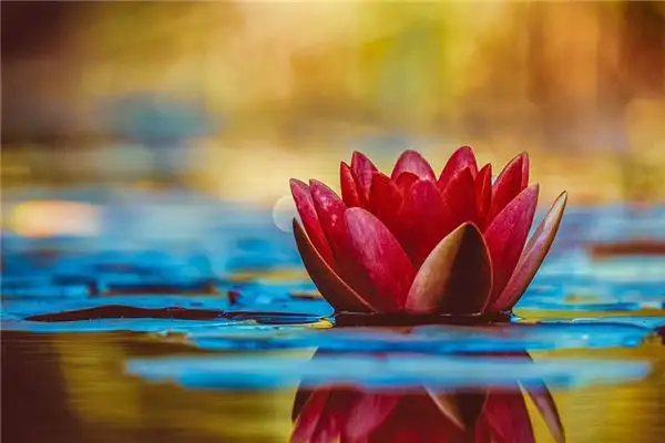 Dream of Flowers Meaning and Interpretation - NuvoraDream-DreamDecode