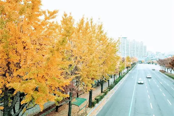 Dream of Ginkgo Tree Meaning - NuvoraDream - DreamDecode-DreamDecode