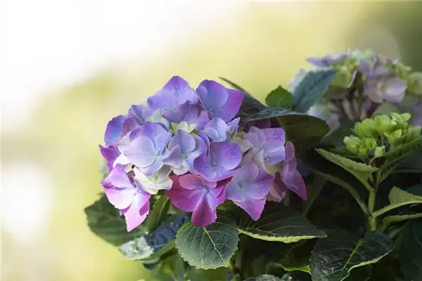 Dreaming of Hydrangeas Meaning and Interpretation - NuvoraDream-DreamDecode
