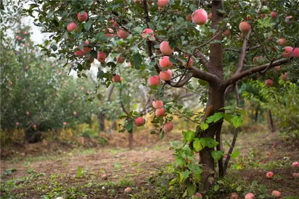 Dreaming of Many Trees with Red Fruits Meaning and Interpretation - NuvoraDream - DreamDecode-DreamDecode