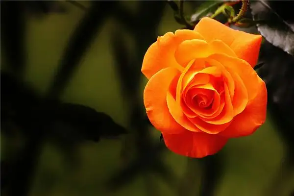 Dream of Roses Blooming Meaning - NuvoraDream - DreamDecode-DreamDecode