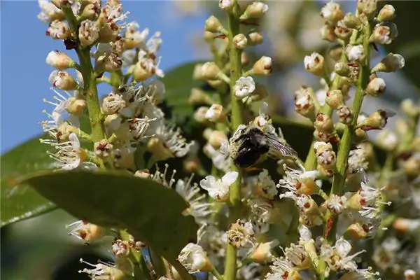 Dreaming of a Laurel Tree Meaning and Interpretation - NuvoraDream - DreamDecode-DreamDecode