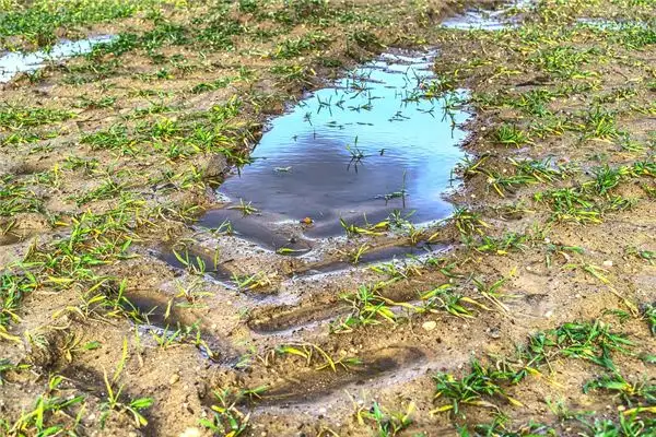 Dreaming of Puddles and Small Ponds Meaning and Interpretation