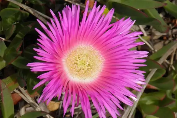 Dreaming of Pink Meaning and Interpretation - NuvoraDream-DreamDecode