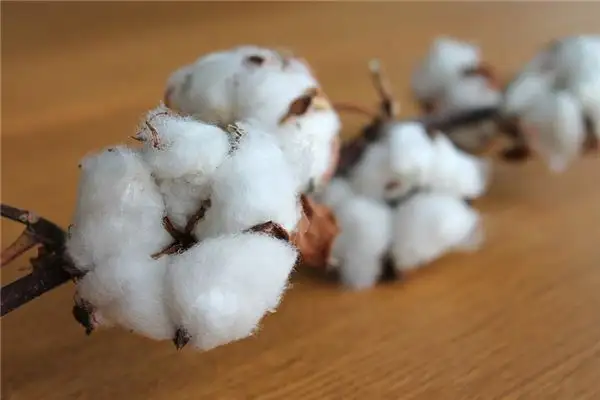 Dreaming of Cotton Meaning and Interpretation - NuvoraDream-DreamDecode