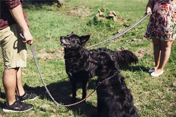 Dream Interpretation of Receiving Commands - NuvoraDream-DreamDecode